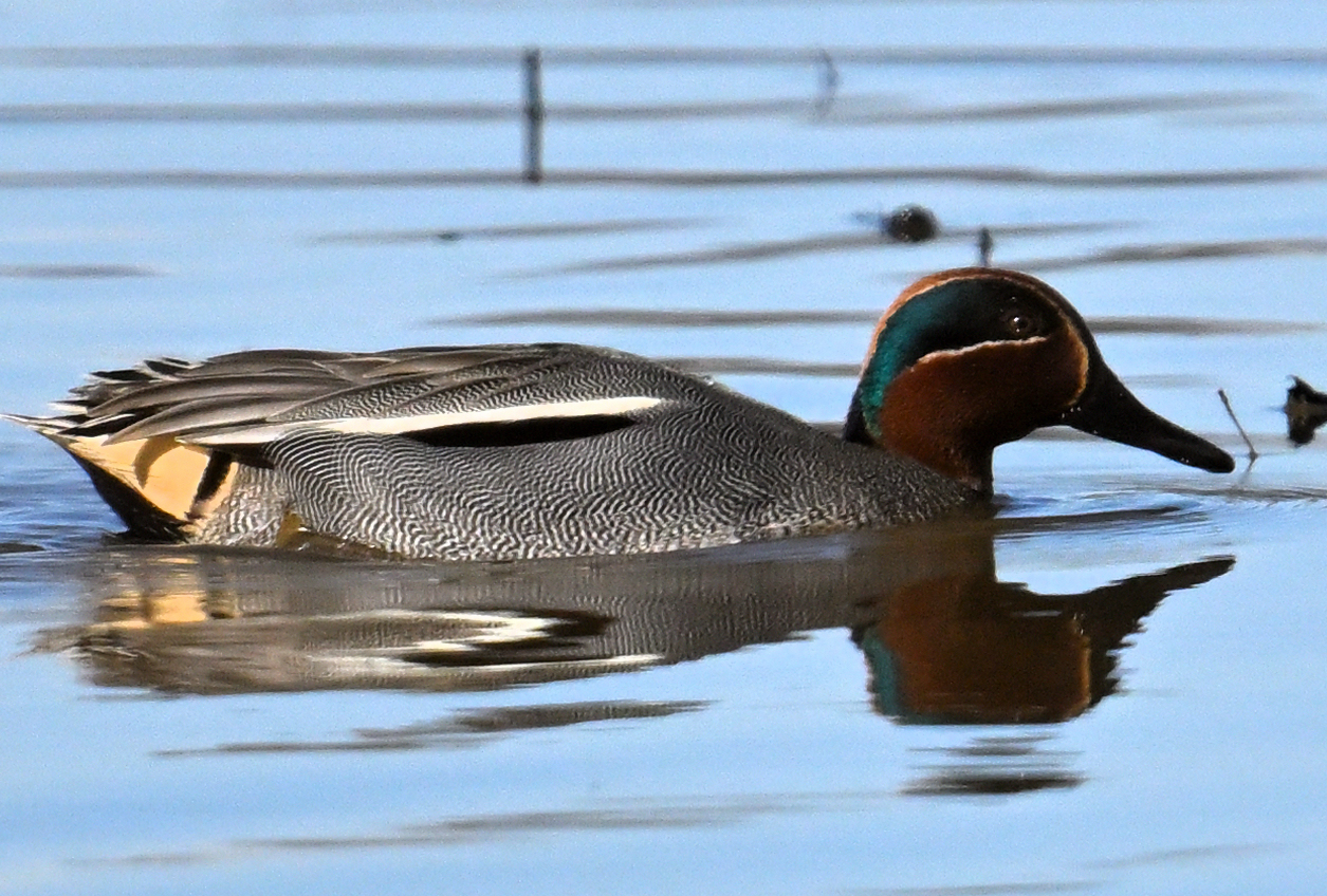 Sarcelle d'hiver Photo Jean-Louis Jalla